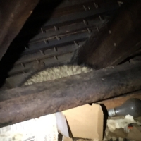 noises-in-the-attic-raccoon-westchester-ny