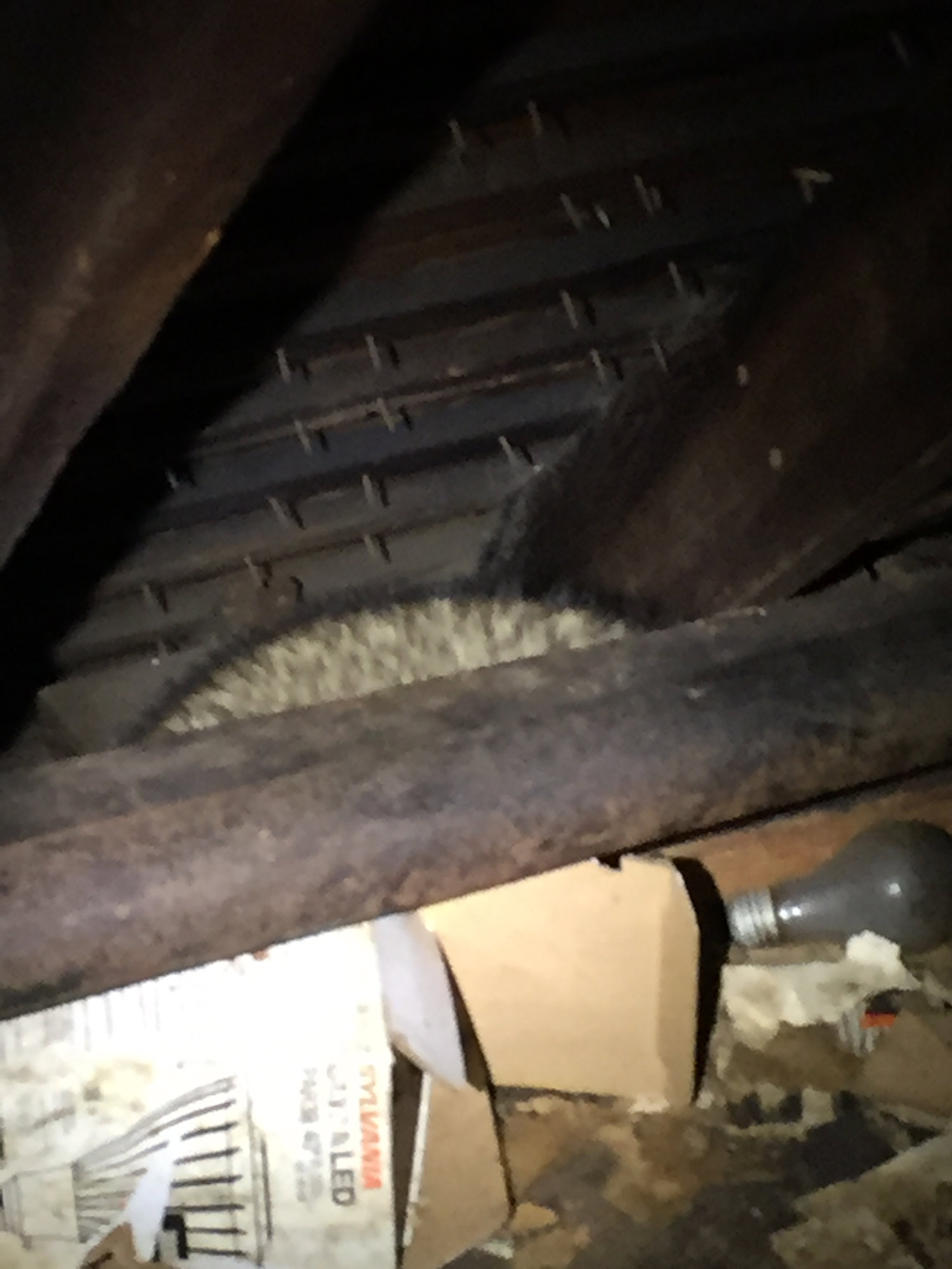 noises-in-the-attic-raccoon-westchester-ny