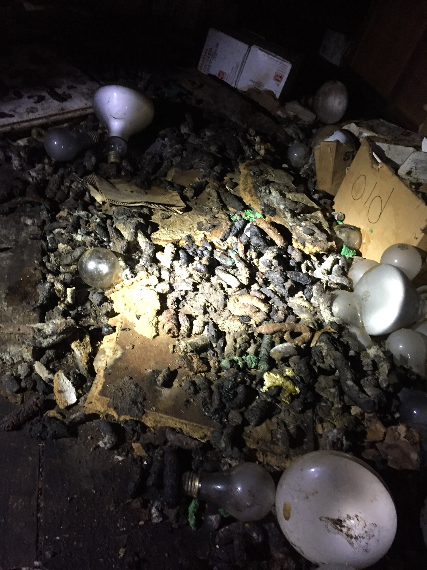 raccoon-feces-noises-in-the-attic-westchester-ny