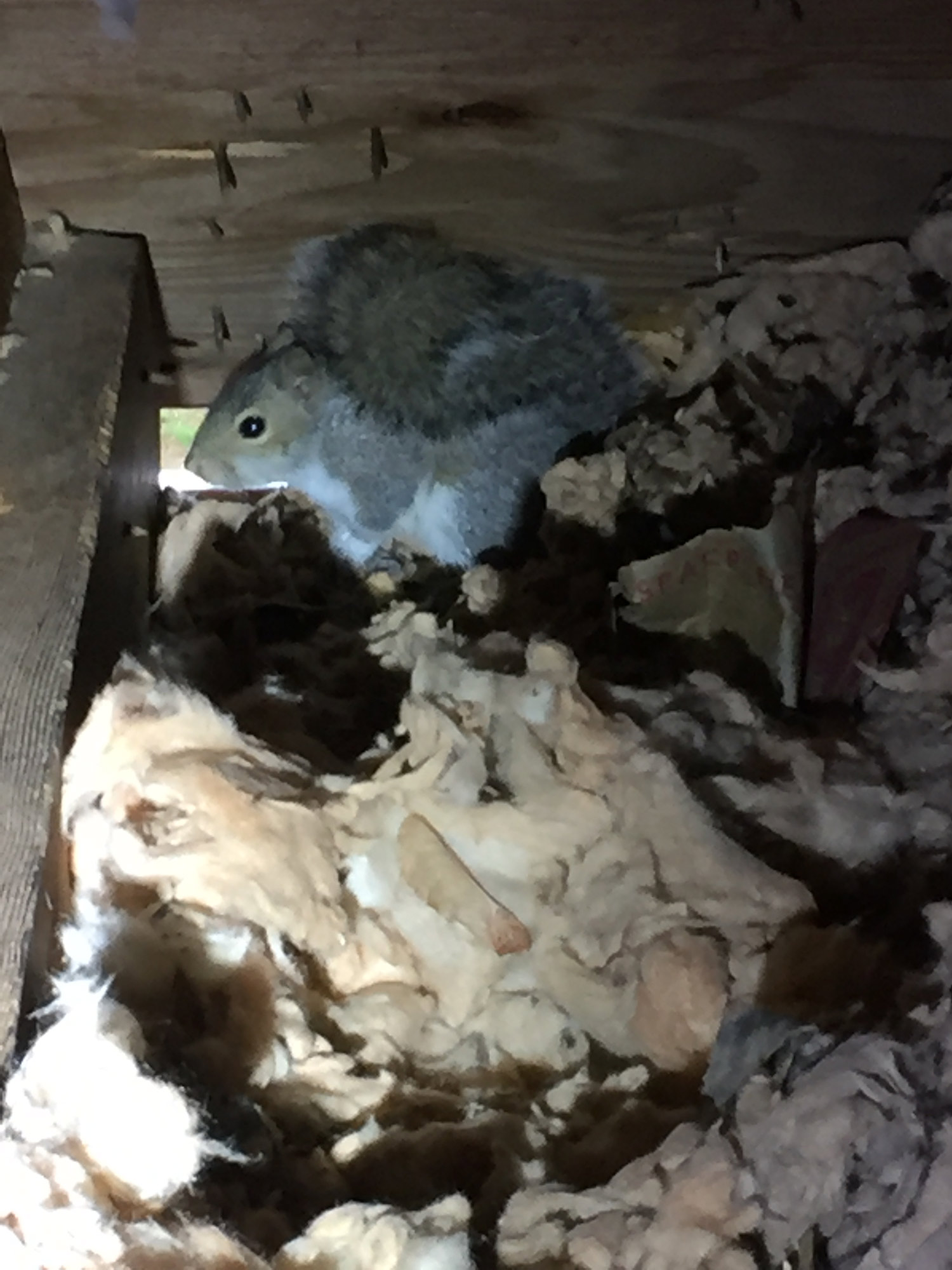 squirrel-noises-in-the-attic-westchester-ny