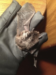Silver Haired Bat