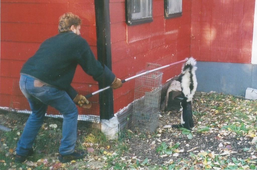 Skunk Removal Westchester, NY Intrepid Wildlife Services