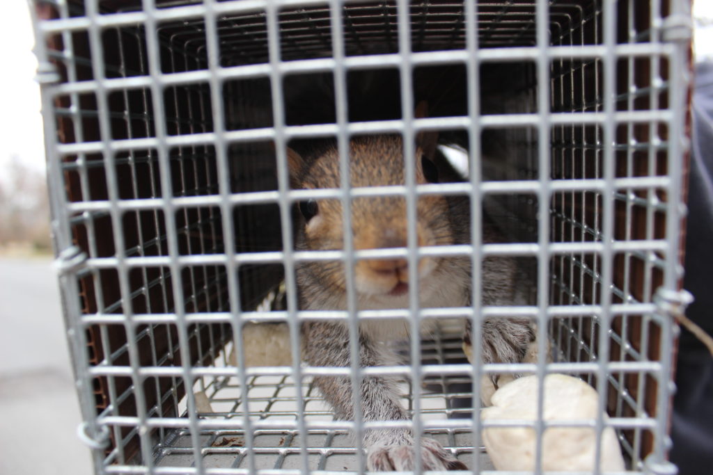 Squirrel Removal Ossining, NY