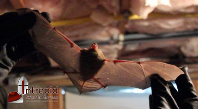 Bat removal New Rochelle, NY