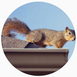 Squirrel Removal Service