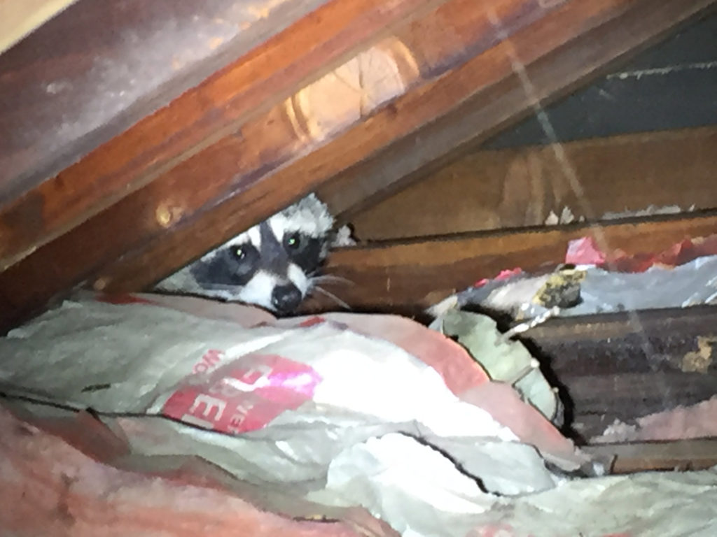 raccoons-in-attic-noises-in-the-attic