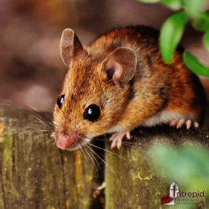 Mouse Removal & Mouse Prevention Service