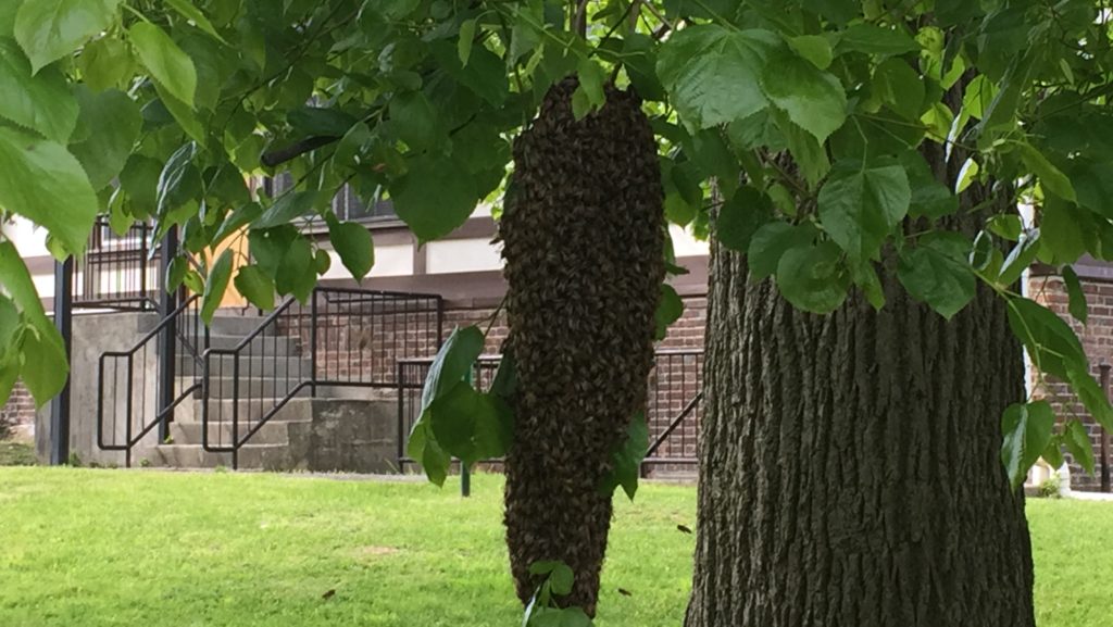 Another view of the honey bee swarm we removed.