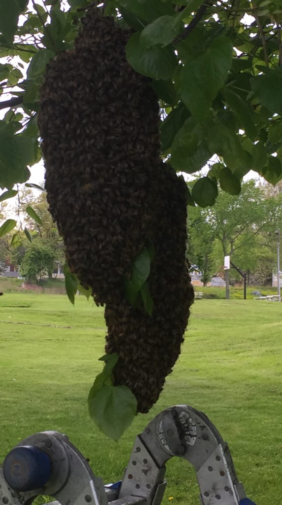 A swarm of honey bees we removed from a tree.