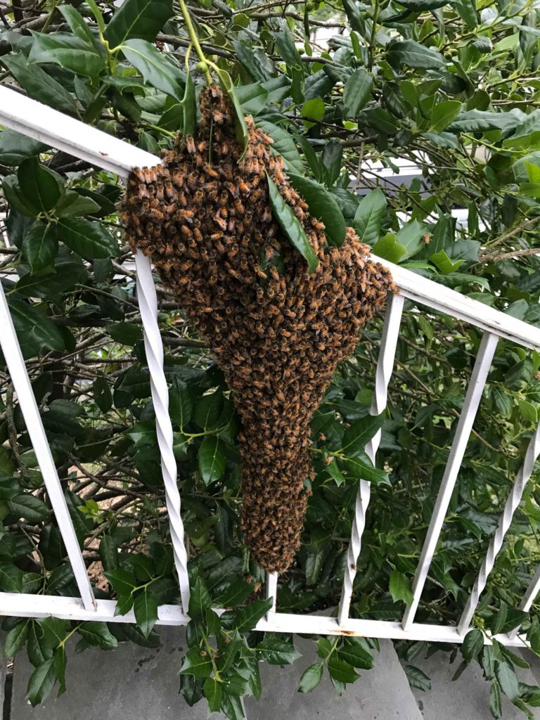 Honey bee swarm removal service