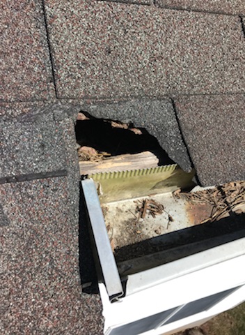 A raccoon dug into the attic in this Westchester home.