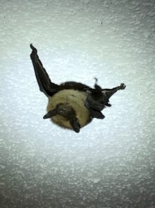 A recent emergency bat removal done in Sommers, NY